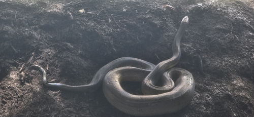 Water Python