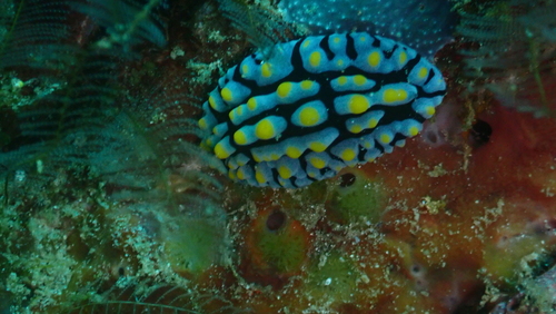 Varicose Wart Slug — seen at this dive site