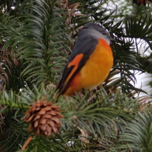 Gray-chinned Minivet
