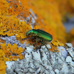 Diphucephala colaspidoides