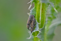 Lixus filiformis