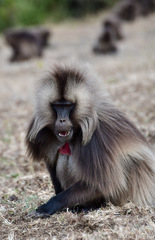 Theropithecus gelada