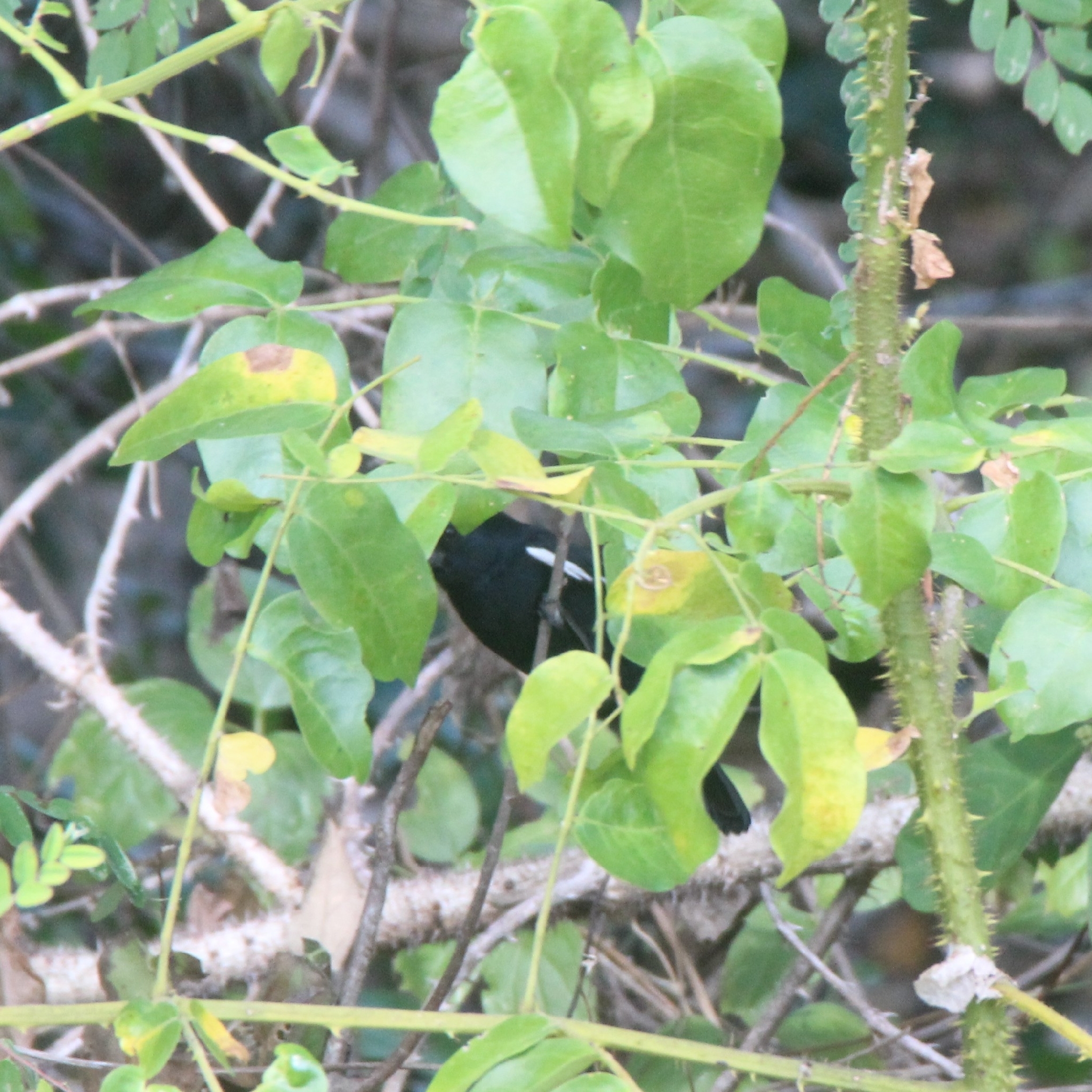 Cuban Bullfinch (Melopyrrha nigra), photo 1