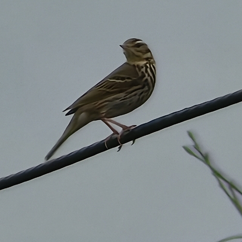 Olive-backed Pipit
