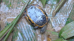 Platemys platycephala