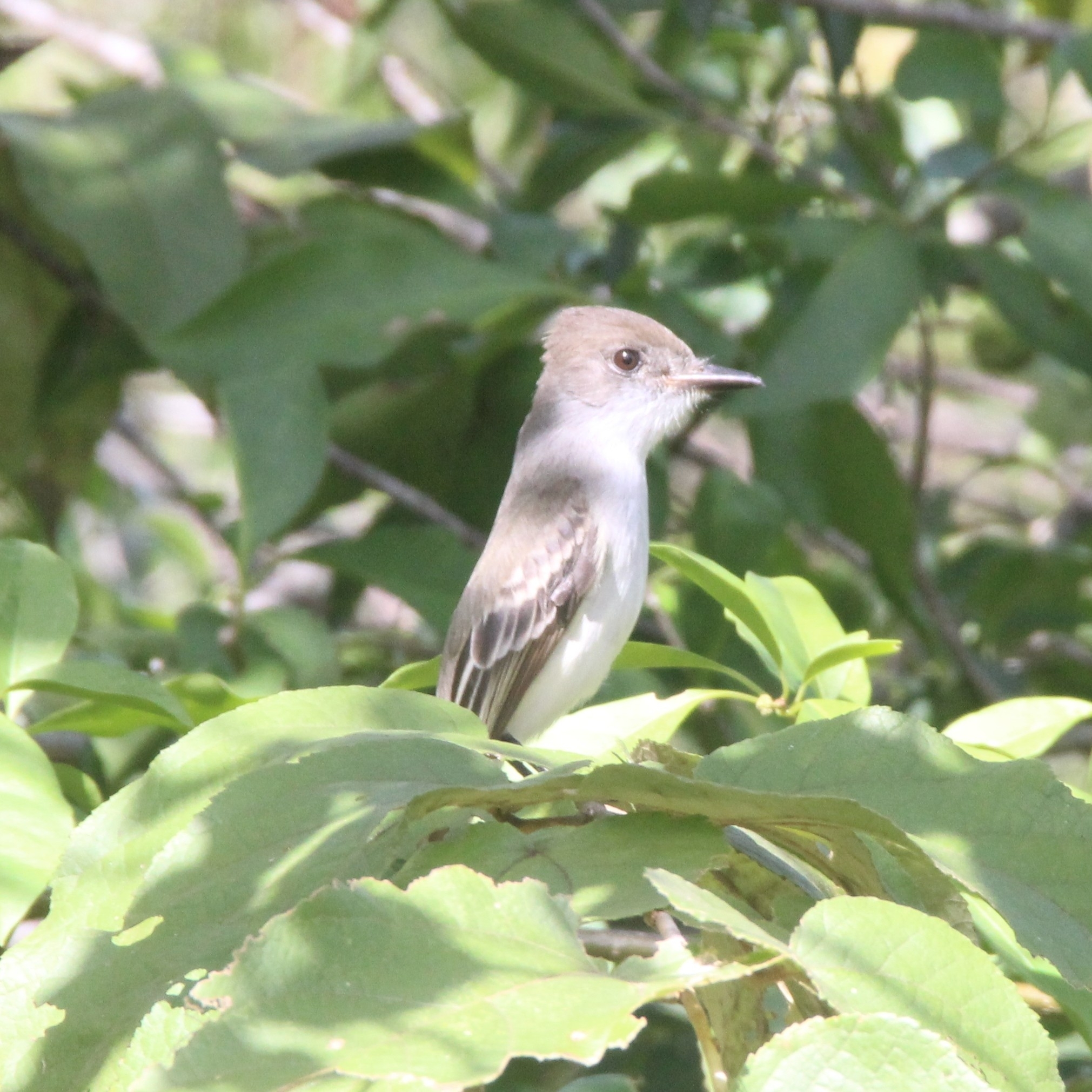La Sagra's Flycatcher (Myiarchus sagrae), photo 6
