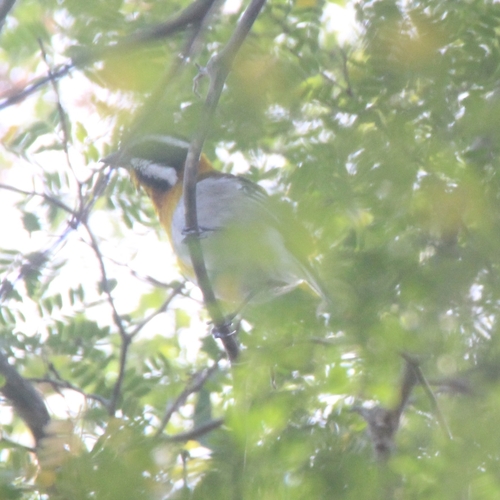 Western Spindalis (Spindalis zena), photo 3