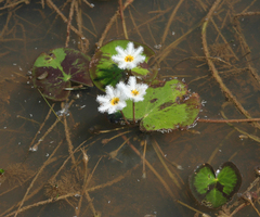 Nymphoides indica