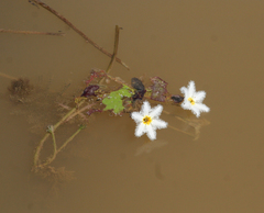 Nymphoides indica