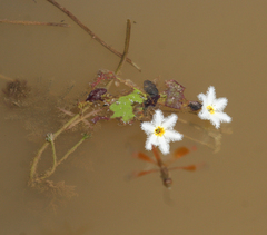 Nymphoides indica