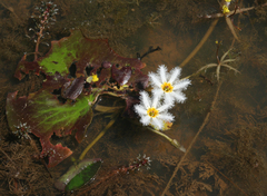 Nymphoides indica