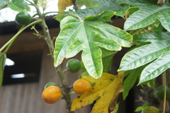 Vasconcellea microcarpa