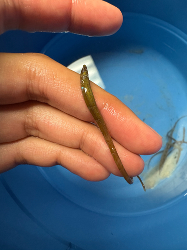 Fringed pipefish (Anarchopterus criniger) — Syngnathidae