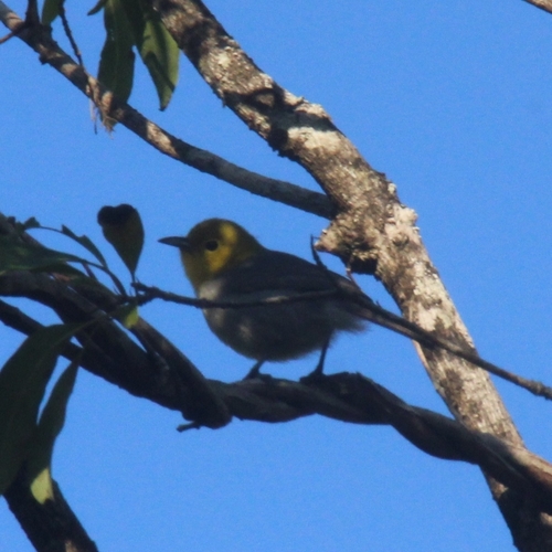 Yellow-headed Warbler (Teretistris fernandinae), photo 10