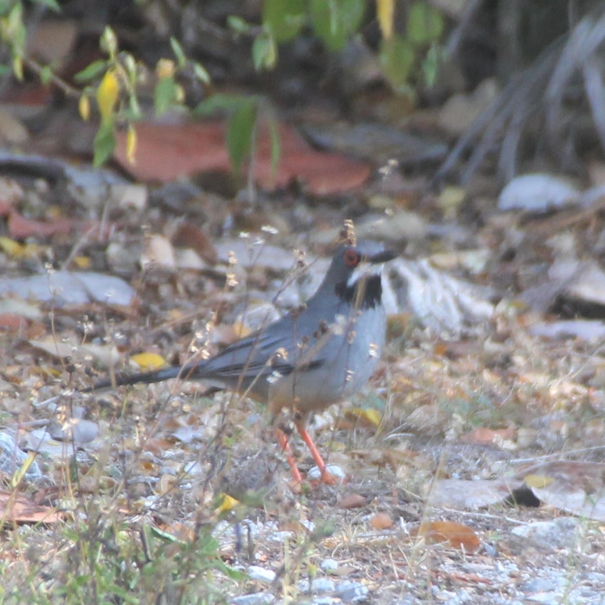 Western Red-legged Thrush (Turdus plumbeus), photo 4