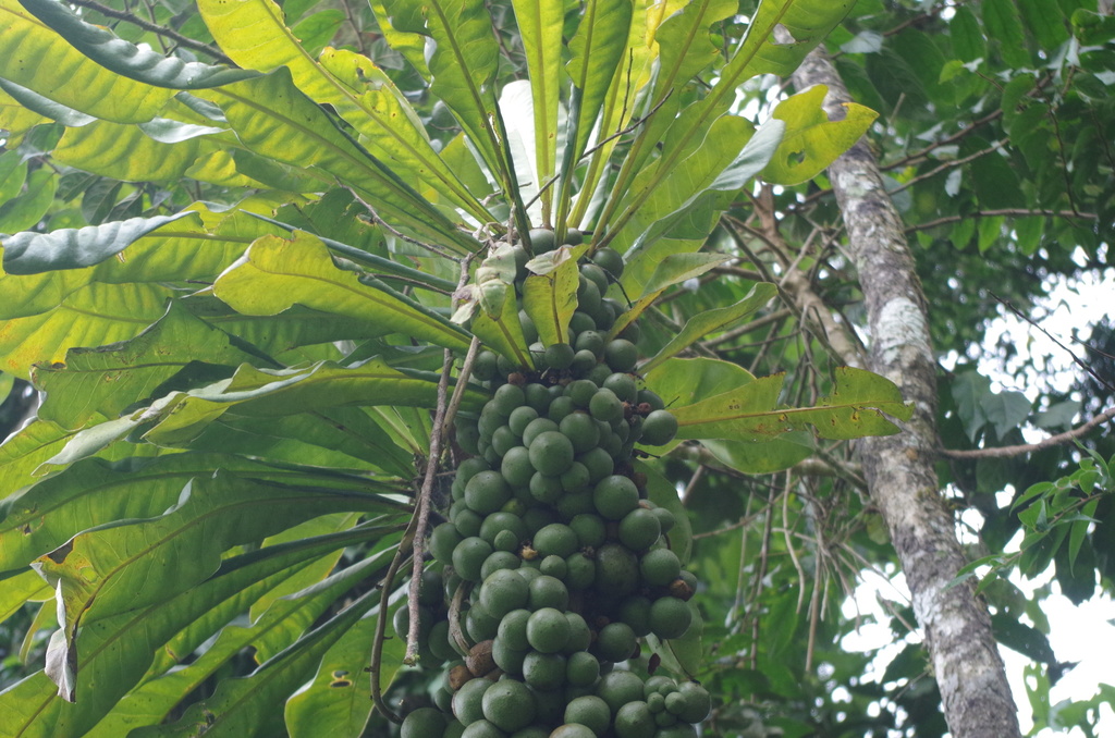 Clavija obtusifolia