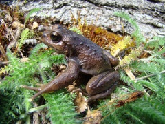 Traihuanca Spiny-Chest Frog photo 2