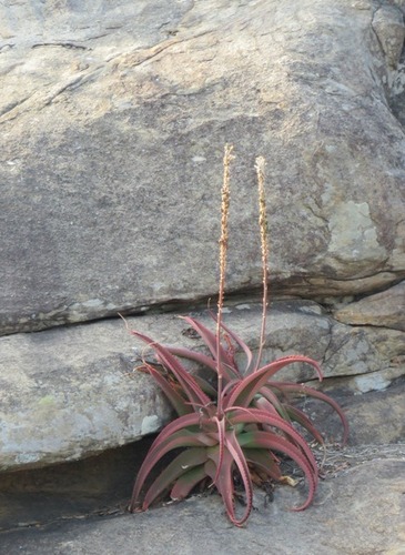 van Balen's aloe (Aloe vanbalenii)