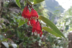 Psammisia guianensis