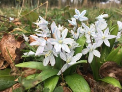 Scilla mischtschenkoana