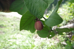 Passiflora cisnana