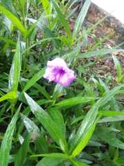 Ruellia simplex