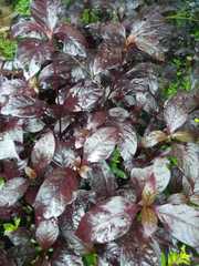 Iresine diffusa herbstii