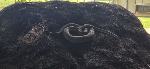 Water Python