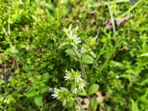 Sticky mouse-ear chickweed