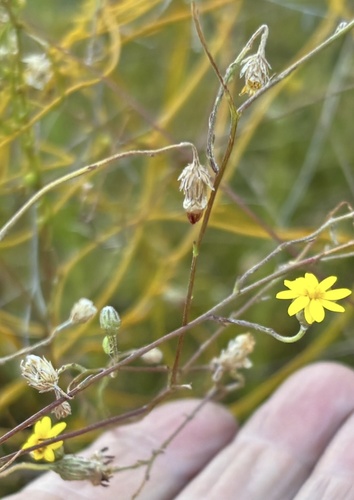 Fine Paraseed (Ursinia punctata)
