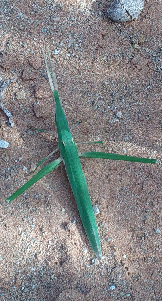 Acrida testacea