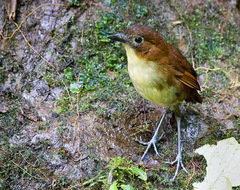 Grallaria flavotincta