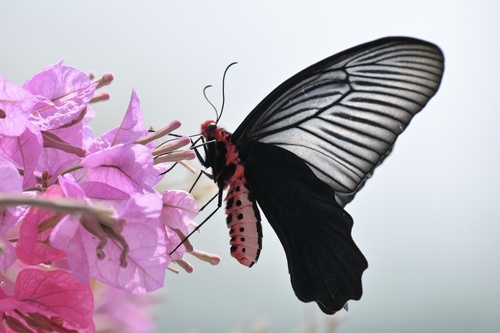 Lesser Batwing