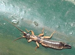 Cranopygia