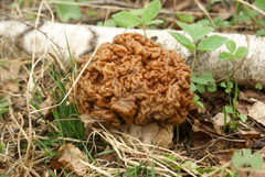 Gyromitra gigas