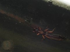 Cranopygia
