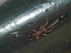 Cranopygia