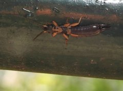 Cranopygia