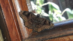 Nisoniades macarius