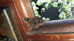 Nisoniades macarius