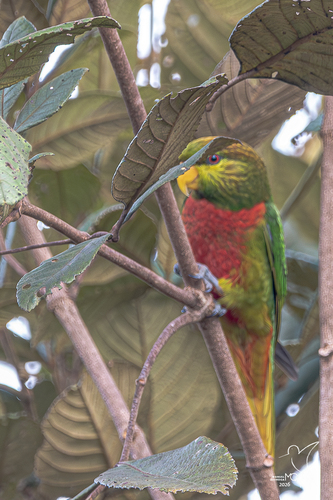 Neopsittacus pullicauda observed 2025-06-18