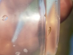 Branchinecta lindahli