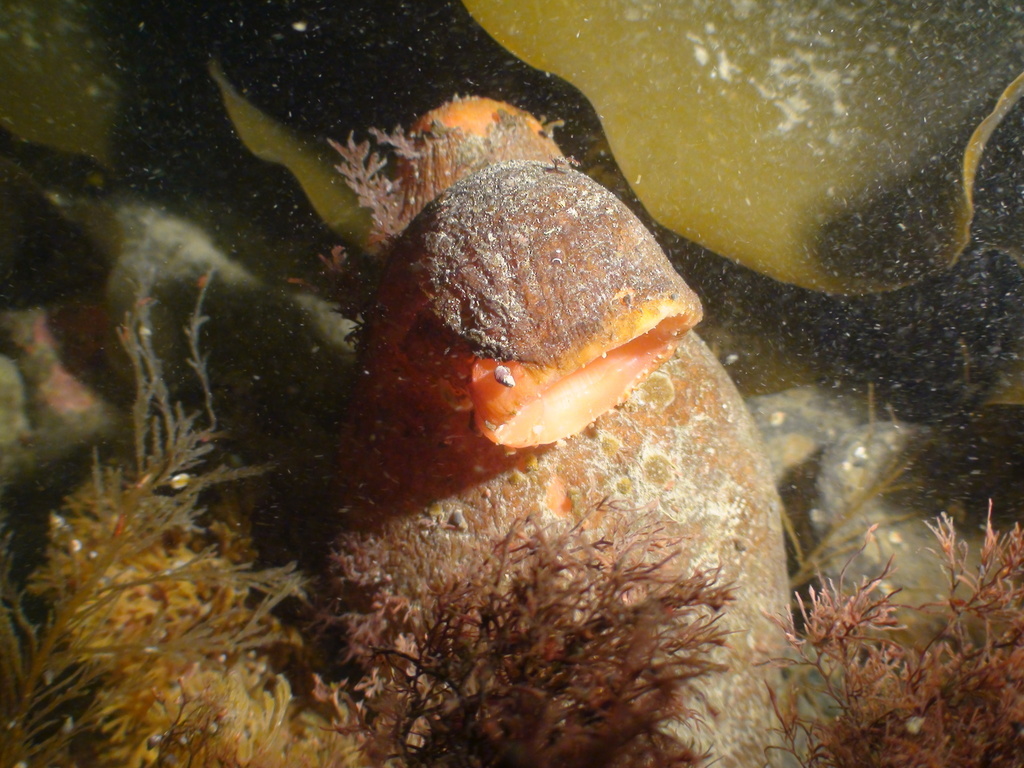 Pyura obesa