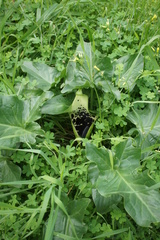 Arum dioscoridis