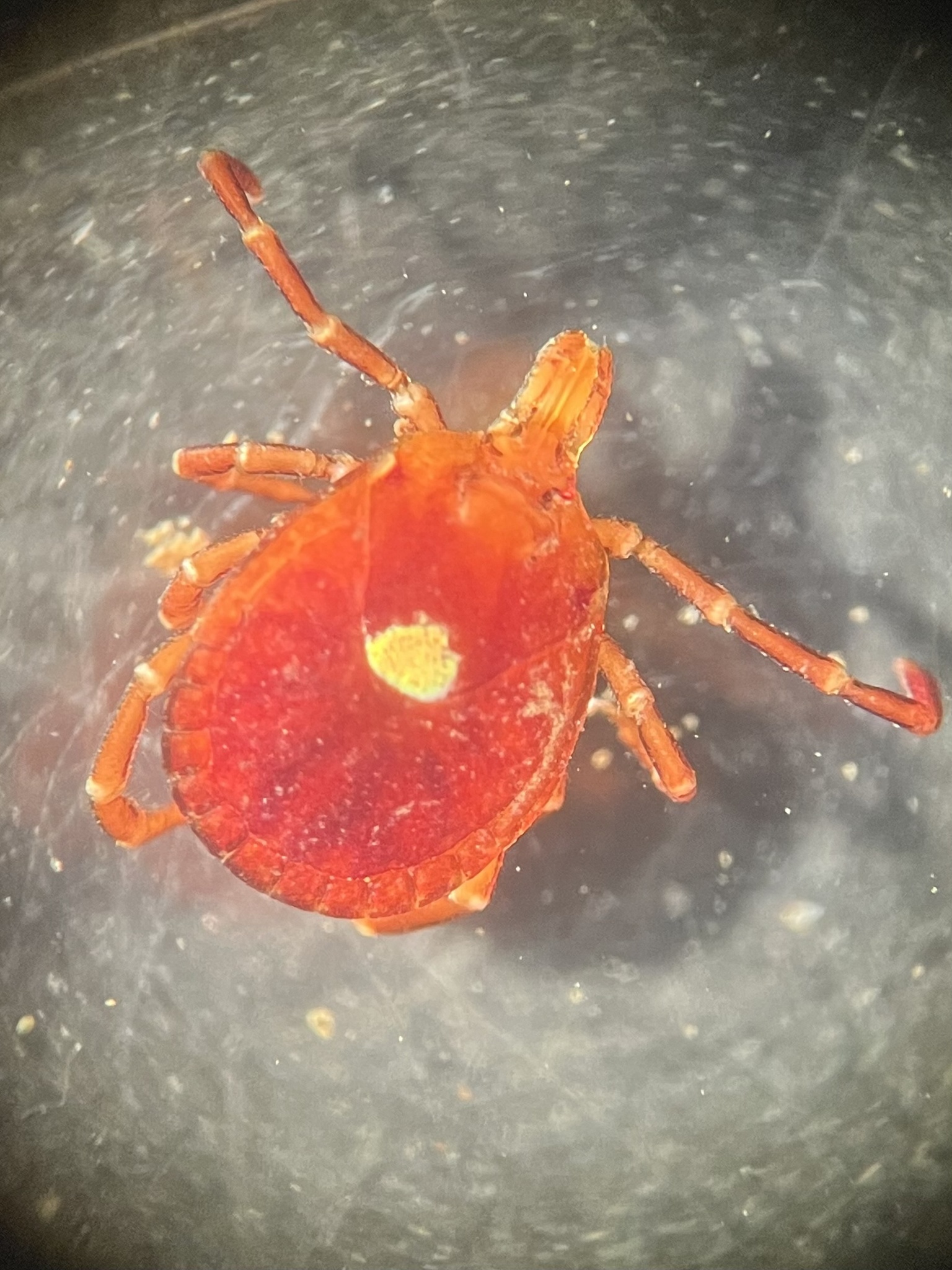 Amblyomma americanum Linnaeus, 1758