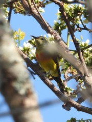 Aethopyga gouldiae