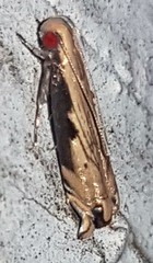 Idiophantis chiridota