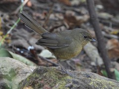 Luscinia phaenicuroides