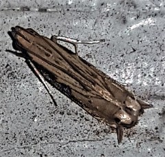 Idiophantis chiridota