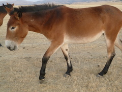 Equus asinus × caballus